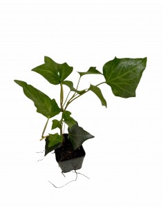Edera Hibernica Plant Vase 7cm