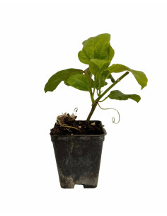 Kit 5 Piante Passiflora Edulis Vaso 7 cm | Mondo Piante