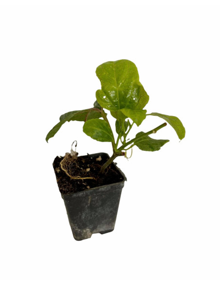 Kit 5 Piante Passiflora Edulis Vaso 7 cm | Mondo Piante