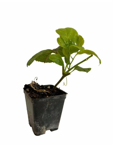 5 piante di Passiflora Edulis Vaso 7cm-Piante Rampicanti |Mondo Piante