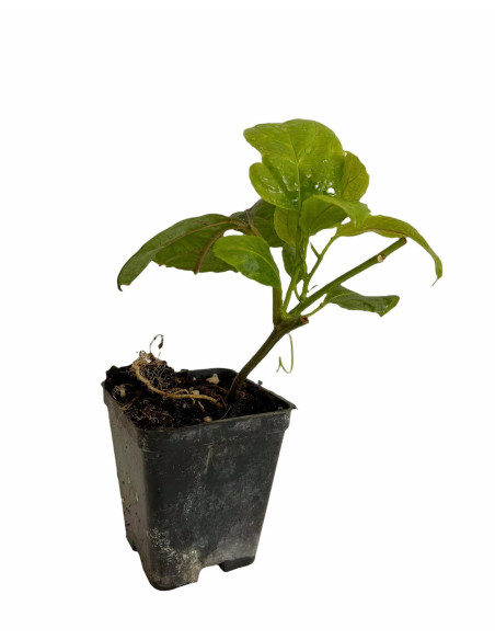 Kit 5 Piante Passiflora Edulis Vaso 7 cm | Mondo Piante