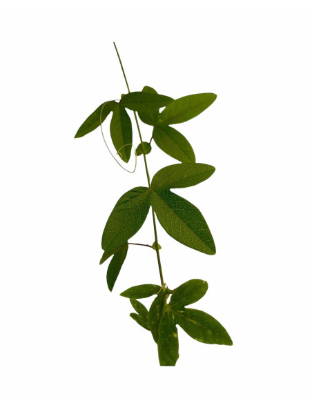Kit 5 Piante Passiflora Caerulea Vaso 7 cm | Mondo Piante