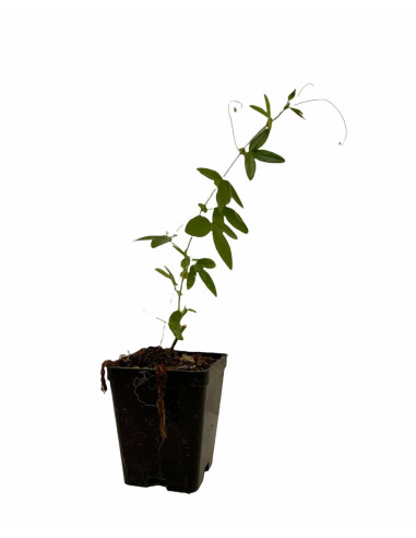 Kit 5 Piante Passiflora Caerulea Vaso 7 cm | Mondo Piante