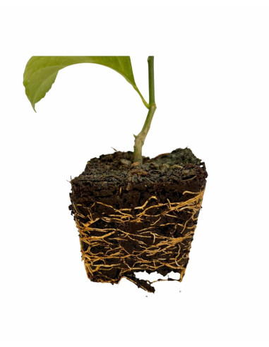 Pianta di Limone- Vendita Alberi da Giardino|Mondo Piante