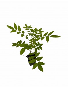 wisteria Plant Vase 7cm 2