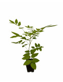 wisteria Plant Vase 7cm