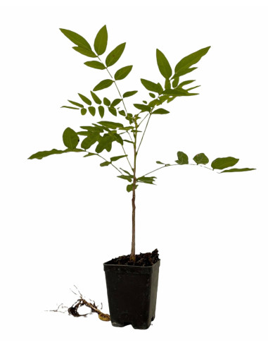 Vendita 5 Piante di Glicine  Vaso 7cm - Piante Online |Mondo Piante