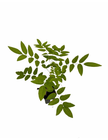 Vendita 5 Piante di Glicine  Vaso 7cm - Piante Online |Mondo Piante