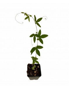 Passiflora Violacea Plant... 2