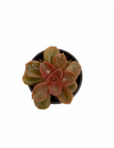 Vendita Pianta Grassa Echeveria Duchess of Nuremberg | Mondo Piante 2