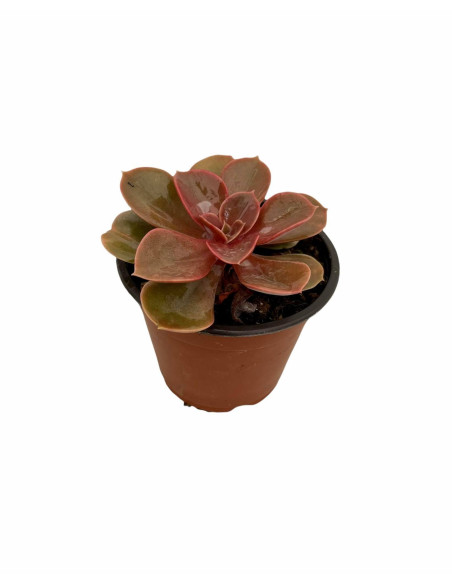 Vendita Echeveria Perle von Nurnberg | MondoPiante