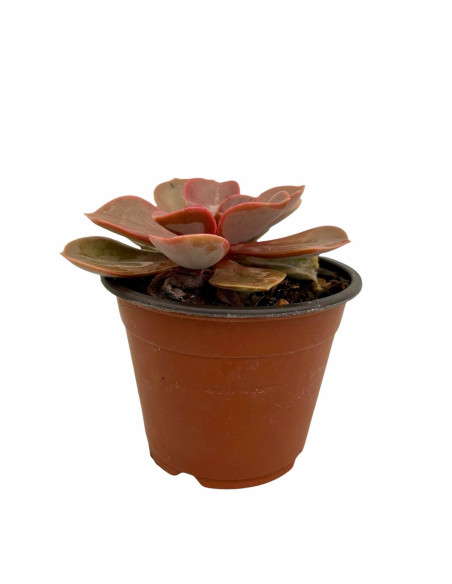 Vendita Echeveria Perle von Nurnberg | MondoPiante