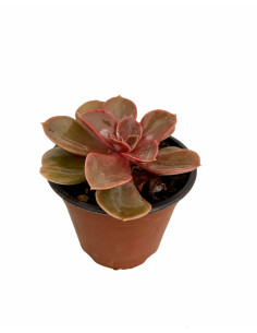 Vendita Echeveria Perle von Nurnberg | MondoPiante