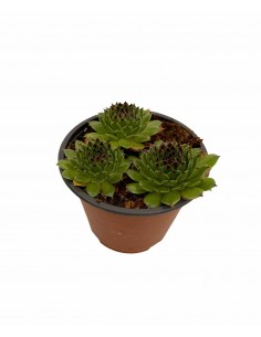 Pianta Grassa Sempervivum... 2
