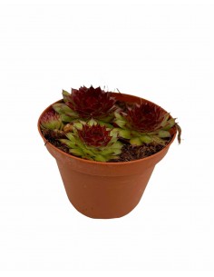 Pianta Grassa Sempervivum... 2