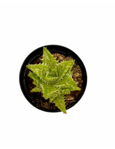 Aloe Squarrosa Plant for Sale-Succulent Plants|Mondo Piante 2