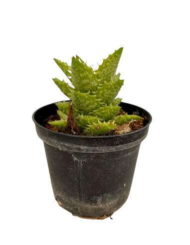 Vendita Aloe squarrosa | L'Aloe a Stella di Socotra | MondoPiante