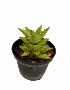 Aloe Squarrosa Succulent Plant