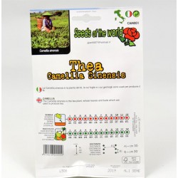 Semi Pianta del Thè 2