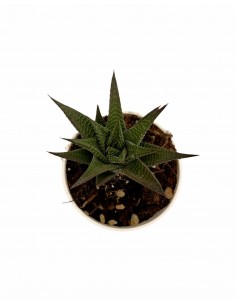 Pianta Grassa Haworthia... 2