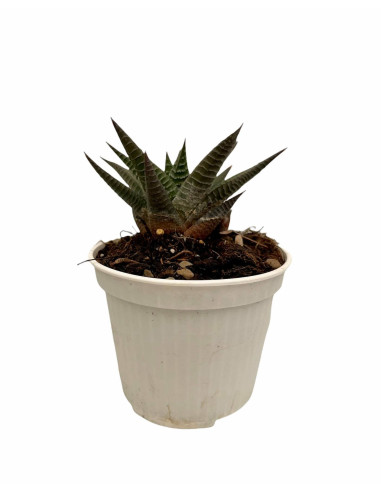 Vendita Haworthia limifolia | La Succulenta 3D | MondoPiante