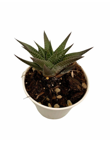 Vendita Haworthia limifolia | La Succulenta 3D | MondoPiante