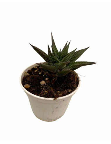 Vendita Haworthia limifolia | La Succulenta 3D | MondoPiante