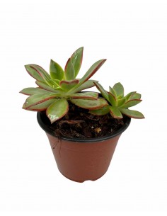 Pianta Grassa Aeonium... 2