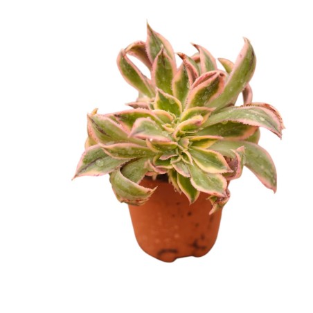 Vendita Aeonium Sunburst | La Succulenta a Stella | MondoPiante