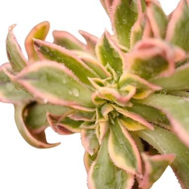 Vendita Aeonium Sunburst | La Succulenta a Stella | MondoPiante