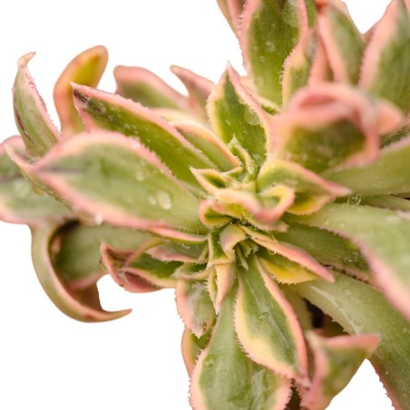 Vendita Aeonium Sunburst | La Succulenta a Stella | MondoPiante