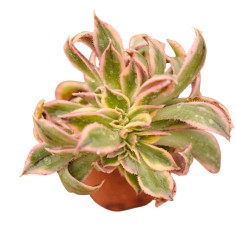 Vendita Aeonium Sunburst | La Succulenta a Stella | MondoPiante