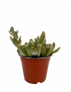 Vendita Echeveria Topsy Turvy | La Succulenta Sottosopra | MondoPiante 2