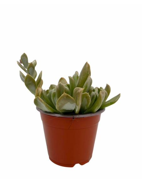 Vendita Echeveria Topsy Turvy | La Succulenta Sottosopra | MondoPiante