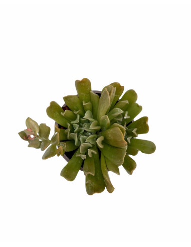 Vendita Echeveria Topsy Turvy | La Succulenta Sottosopra | MondoPiante