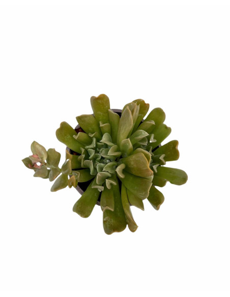 Vendita Echeveria Topsy Turvy | La Succulenta Sottosopra | MondoPiante
