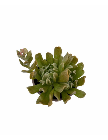 Vendita Echeveria Topsy Turvy | La Succulenta Sottosopra | MondoPiante