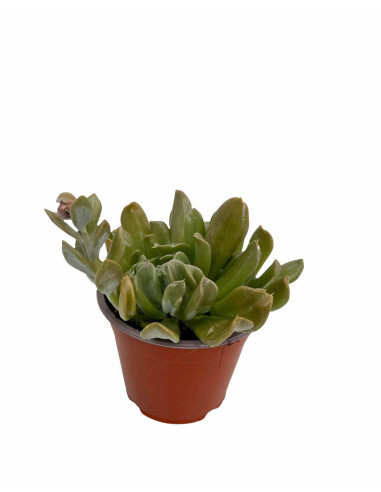 Vendita Echeveria Topsy Turvy | La Succulenta Sottosopra | MondoPiante