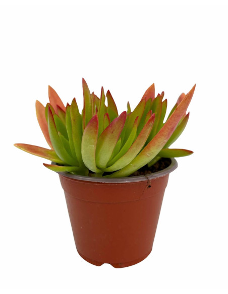 Echeveria Red Plant for Sale-Succulent Plants|Mondo Piante