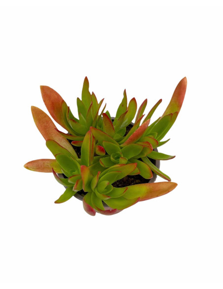 Vendita Pianta Grassa Crassula Campfire | MondoPiante