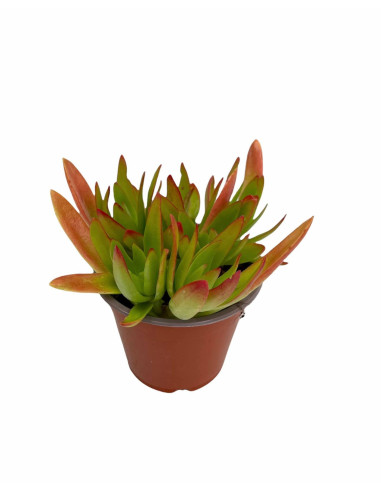 Echeveria Red Plant for Sale-Succulent Plants|Mondo Piante