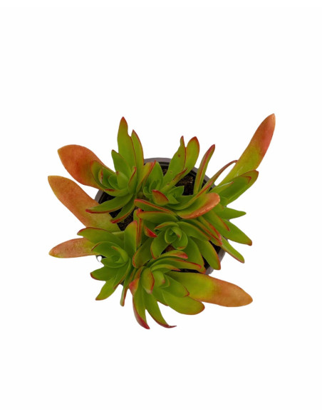 Echeveria Red Plant for Sale-Succulent Plants|Mondo Piante
