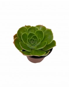 Pianta Grassa Echeveria...