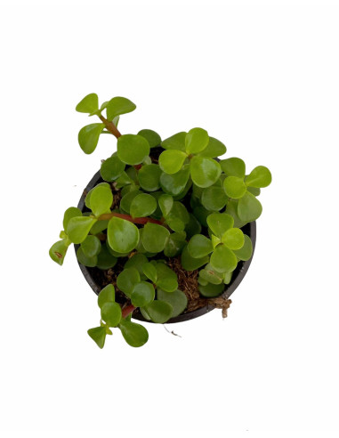 Vendita Portulacaria afra | L'Albero di Giada degli Elefanti | MondoPiante