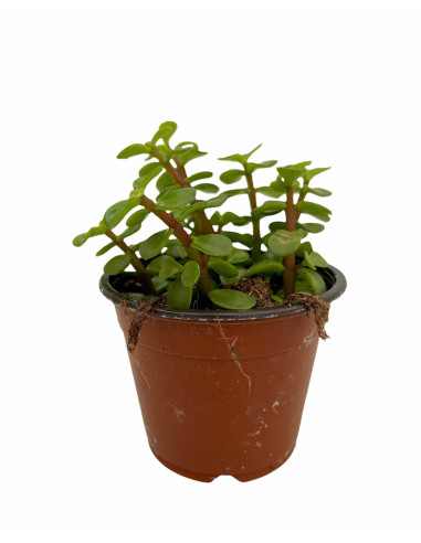 Vendita Portulacaria afra | L'Albero di Giada degli Elefanti | MondoPiante