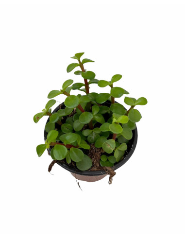 Portulacaria Afra Plant for Sale-Succulent Plants|Mondo Piante