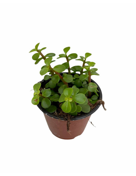 Vendita Portulacaria afra | L'Albero di Giada degli Elefanti | MondoPiante