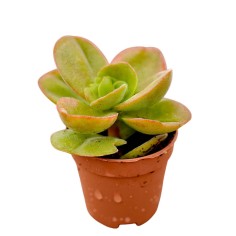 Vendita Crassula swaziensis | La Succulenta Vellutata | MondoPiante 2