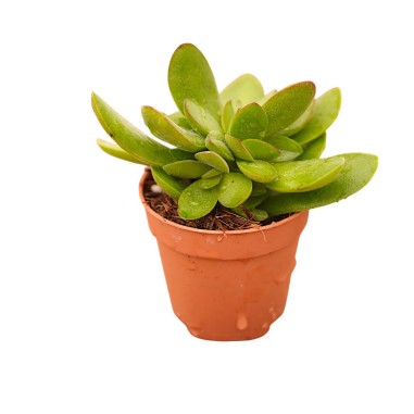 Vendita Crassula swaziensis | La Succulenta Vellutata | MondoPiante