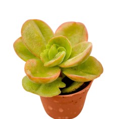 Vendita Crassula swaziensis | La Succulenta Vellutata | MondoPiante